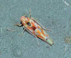 Erythroneura octonotata
