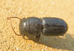 Acinopus megacephalus