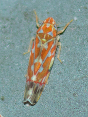 Erythroneura rubra