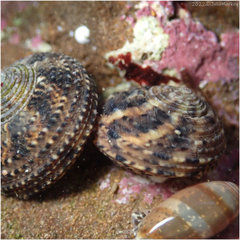 Tegula eiseni