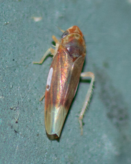 Erythridula abolla
