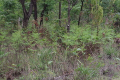 Pteridium centrali-africanum