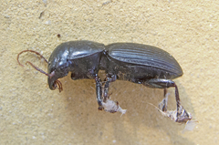 Acinopus megacephalus