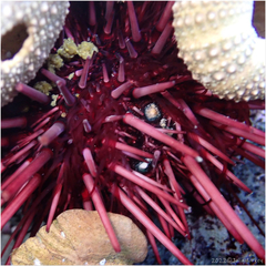 Mesocentrotus franciscanus