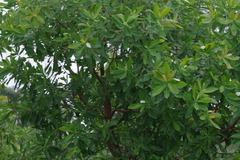 Terminalia brachystemma