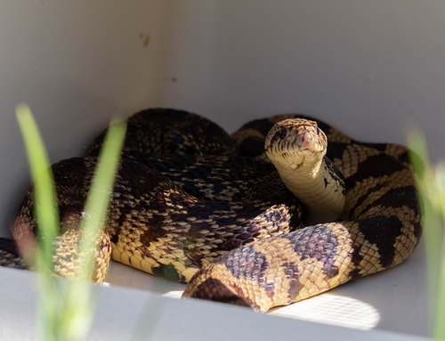 Louisiana Pinesnake