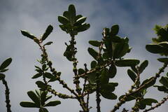 Melicope clusiifolia