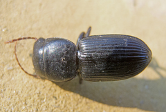 Acinopus megacephalus