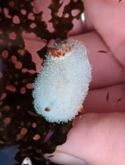 Acanthodoris nanaimoensis
