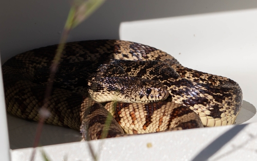 Louisiana Pinesnake