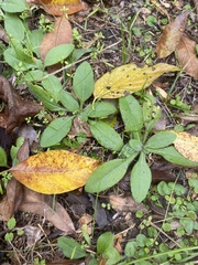 Rudbeckia hirta pulcherrima