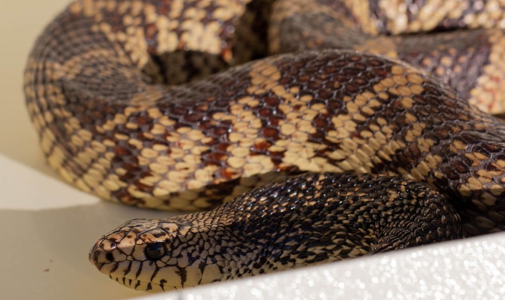 Louisiana Pine Snake