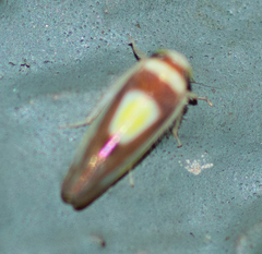 Colladonus clitellarius