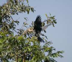 Anhinga melanogaster