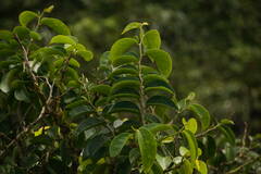 Antidesma platyphyllum