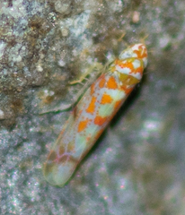 Dikrella maculata