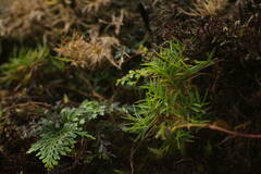 Dichanthelium koolauense