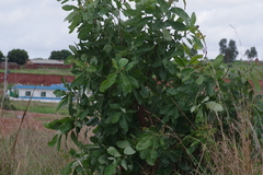 Terminalia brachystemma
