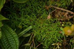 Dichanthelium koolauense