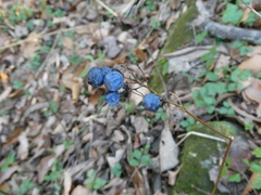 Caulophyllum thalictroides
