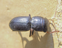 Acinopus megacephalus