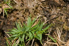 Dichanthelium koolauense