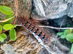 Ormiscodes cinnamomea