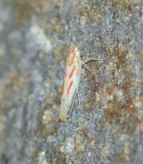 Dikrella cruentata