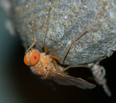 Ormia