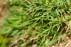 Dichanthelium koolauense