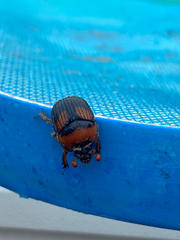 Bolbocerosoma hamatum