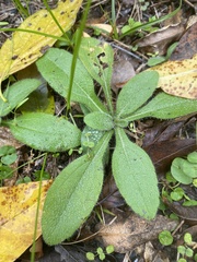 Rudbeckia hirta pulcherrima
