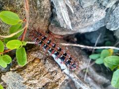 Ormiscodes cinnamomea