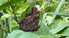 Kaniska canace drilon