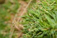 Dichanthelium koolauense