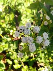 Ageratina glechonophylla