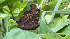 Kaniska canace drilon