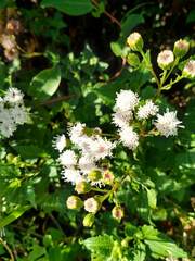 Ageratina glechonophylla