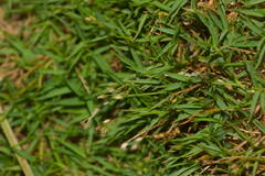 Dichanthelium koolauense