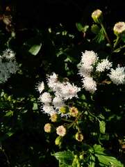 Ageratina glechonophylla