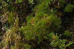 Dichanthelium koolauense