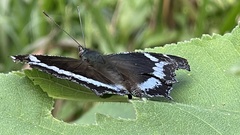 Kaniska canace drilon