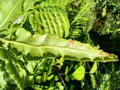 Blechnum chilense