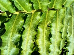 Blechnum chilense