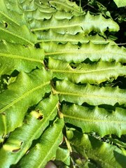 Blechnum chilense