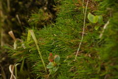 Dichanthelium koolauense