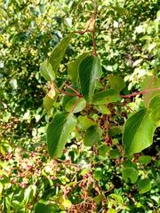 Aristotelia chilensis