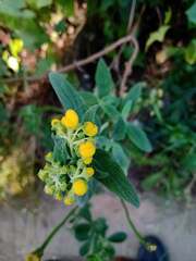 Calceolaria integrifolia