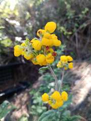 Calceolaria integrifolia