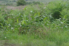 Pteridium centrali-africanum